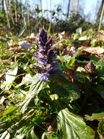 Ajuga pyramidalis